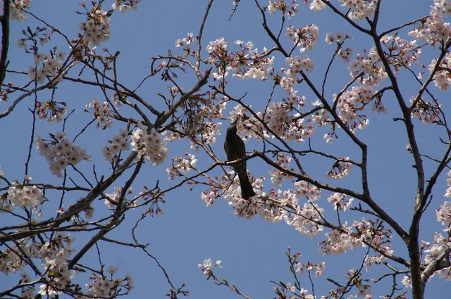 20080406_gongendosakuradutumi_032